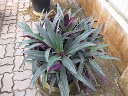 This will help produce a full and. Tradescantia Spathacea Boat Lily Moses In A Basket Moses In The Cradle Oyster Plant North Carolina Extension Gardener Plant Toolbox
