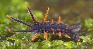 Many Little Things Invertophiles Springtails Bugs And Insects Animals