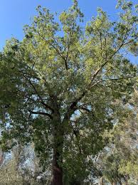 Image result for Brachychiton