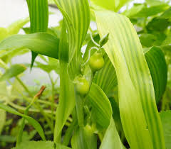 Image result for Coix lacryma-jobi