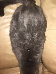 Kodiak is a 12 year old all black domestic female cat. Hi My Cat Is About 11y O And Has Been Over Grooming And Pulling Her Hair Out At The Base Of Her Tail And Along The Spine Of Her Back Petcoach