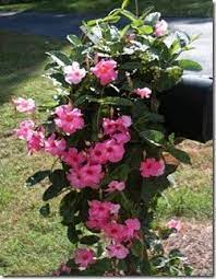 Judy S Cottage Garden How To Grow Dipladenia And Mandevilla Mailbox Garden Climbing Flowers Outdoor Flowers