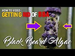 Black Algae In Fish Tank How To Get Rid Of It How To Get Rid Of Bba Black Beard Algae Youtube Black Beards Beard Algae