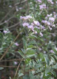 Image result for Podalyria