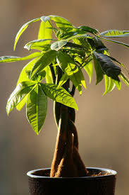 Use a sharp, clean tool to remove any brown or dying leaves, stems, or any pieces that are overgrown. Money Tree Plant Care Growing Watering Flowering Propagation Plant Index