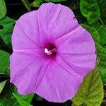 Image result for Ipomoea involucrata