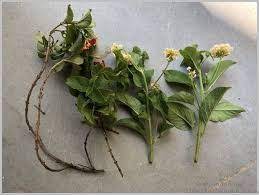 How To Grow Lantana Plants Lantana Plant Lantana Plants