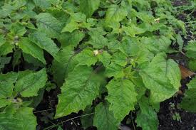 Image result for Physalis pubescens