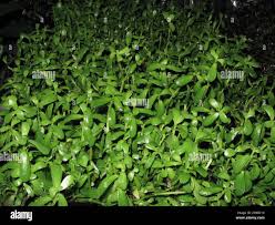 Image result for Oldenlandia fastigiata