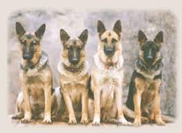 Our dogs are part of our household german shepherd dog full profile history and care from shiloh shepherd puppies for sale. German Shepherd Dog Kennels Ca German Shepherds Kennels
