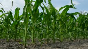 There are six major types as flint corn, pod corn, popcorn, flour, and sweet. Forage Maize Nutritional Summary Yara Uk