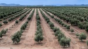 Olive Oil Times