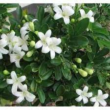 Hikayat bunga kemuning ini menyebar dari dari satu generasi ke generasi selanjutnya, yang mengisahkan kebaikan seorang putri raja bernama putri kemuning. Pohon Kemuning Tanaman Hias Kemuning Hiasan Taman Bunga Kemuning Kemuning Bunga Shopee Indonesia