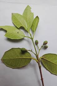 Image result for Elaeodendron matabelicum