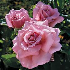 Introduced in united states by weeks wholesale rose grower, inc. Caretakers Encourage Memorial Day Visit To Park Of Roses Clintonville Spotlight