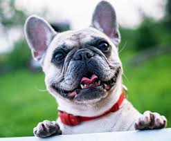 Would recommend buying a puppy from paragon any day. Miami French Bulldogs