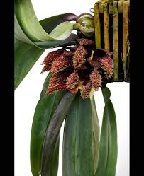 Image result for Bulbophyllum sp. nov