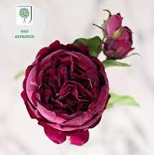 We did not find results for: Luxury Artificial Burgundy English Rose Amaranthine Blooms Amaranthine Blooms Uk
