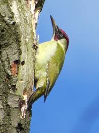 The european green woodpecker is a large green woodpecker with a bright red crown and a black moustache. European Green Woodpecker Wikidata