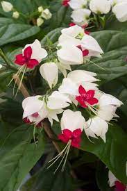 This material is intended as pronunciation help for learners of english. 87 Best Red And White Flowers Ideas Flowers Red And White Flowers Plants