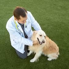 We are a full service small animal hospital that has been providing high quality and compassionate care for your companion animal for 40 years. Lakewood Ranch Veterinary Clinic Vaccines Routine Exams Surgeries Wellness Plans Pet Paradise