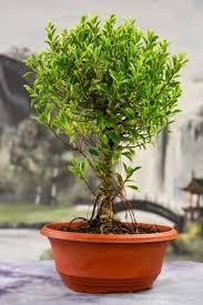 Image result for Grewia microcarpa