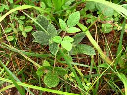 Image result for Rhynchosia totta