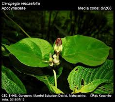 Image result for Ceropegia abyssinica