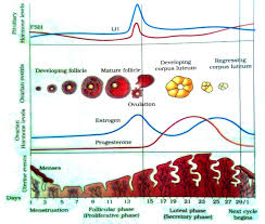 Bbt Luteal Phase Bbt Chart Chart Fertility