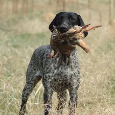 Black And White German Shorthaired Pointer Mix It S That Time Of The Year Dogs
