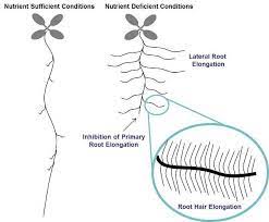Plant Soil Interactions Nutrient Uptake Learn Science At Scitable