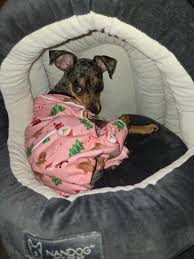 Im new to having a minpin and this is our baby. House breaking has been a  challenge.