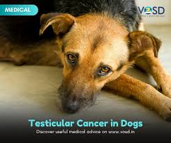 If your dog collapses, get to the vet immediately. Testicular Cancer In Dogs Vosd