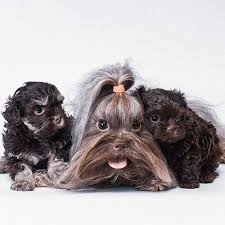 These dogs are happy to adjust to life in the country as well. Russian Tsvetnaya Bolonka Dog Breed Information American Kennel Club