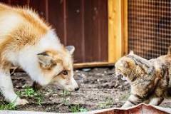 Do foxes eat cats?