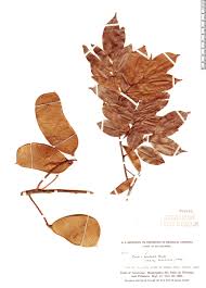 Image result for Crudia