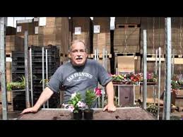 Dipladenia Teil 4 Von 5 Kann Man Dipladenia Uberwintern Youtube Balkon Pflanzen Pflanzen Blumen Pflanzen