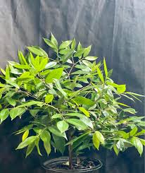 Image result for Plinia