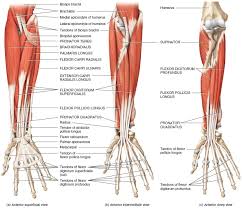 Inflammation of this region caused by repetitive. Forearm Muscles Anterior Diagram Quizlet