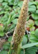 Image result for Agrostis isopholis