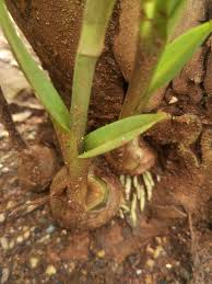 Image result for Eulophia tuberculata