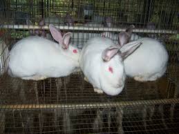We did not find results for: Texas Rabbit Breeders Usa Rabbit Breeders