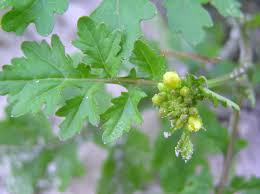 Image result for Rorippa