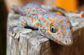 Geico claims express requires the information in our system to directly match the inputs you have entered. How To Care For A Baby Gecko Baby Lizard Care Petmd