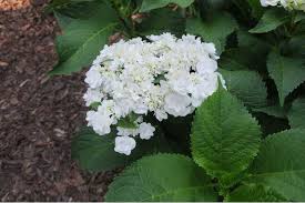 Check spelling or type a new query. Stars Of The Summer Garden Three Wedding Gown Bigleaf Hydrangeas Now Grace The Seattle Japanese Garden Seattle Japanese Garden