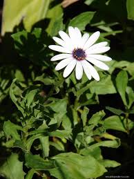 Image result for paprskovka obrázek