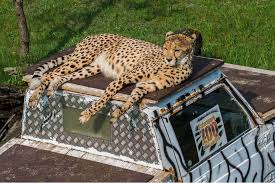 Help yourself to our yorkshire wildlife park vouchers to cut the cost of your next big day out. Safariland Stukenbrock Infos Zu Preisen Offnungszeiten Und Vieles Mehr