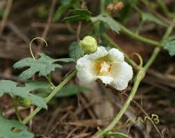 Image result for Momordica balsamina