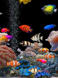 43286 Gif 240 320 Aquarium Live Wallpaper Fish Wallpaper Underwater Wallpaper