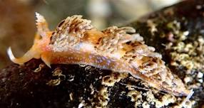 Sea Slug Survey in the Rocky Shores